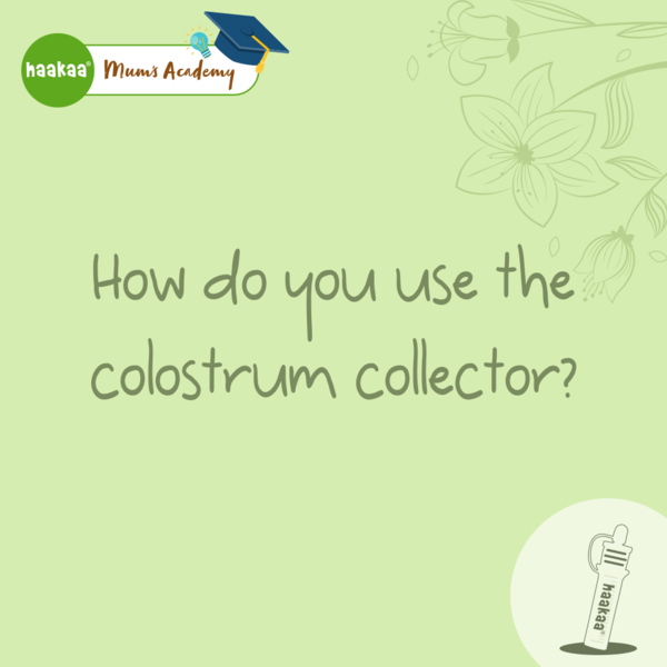 How do you use the colostrum collector?